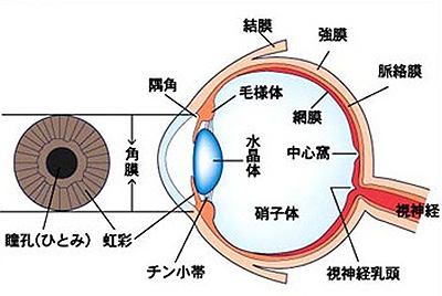 目の構造